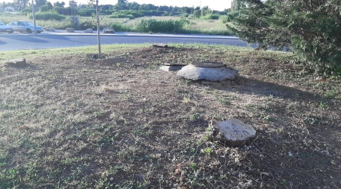 Tala i replantació de l´arbrat de la rotonda onze setembre – pius XII – camí de la mariola